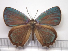 Favonius saphirinus