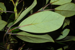 Schefflera