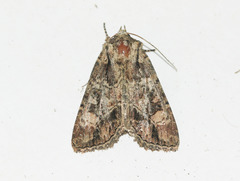 Aseptis binotata
