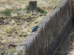 Alcedo atthis