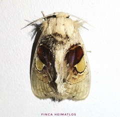 Arrhenophanes perspicilla