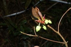 Enkianthus
