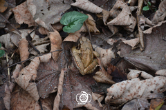 Rana pseudodalmatina