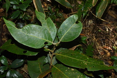 Lithocarpus coalitus