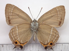 Favonius taxila