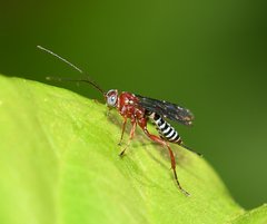 Pimpla marginella
