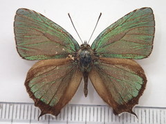 Favonius taxila
