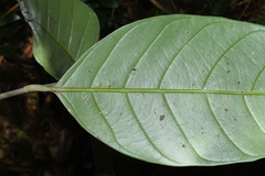 Lithocarpus coalitus