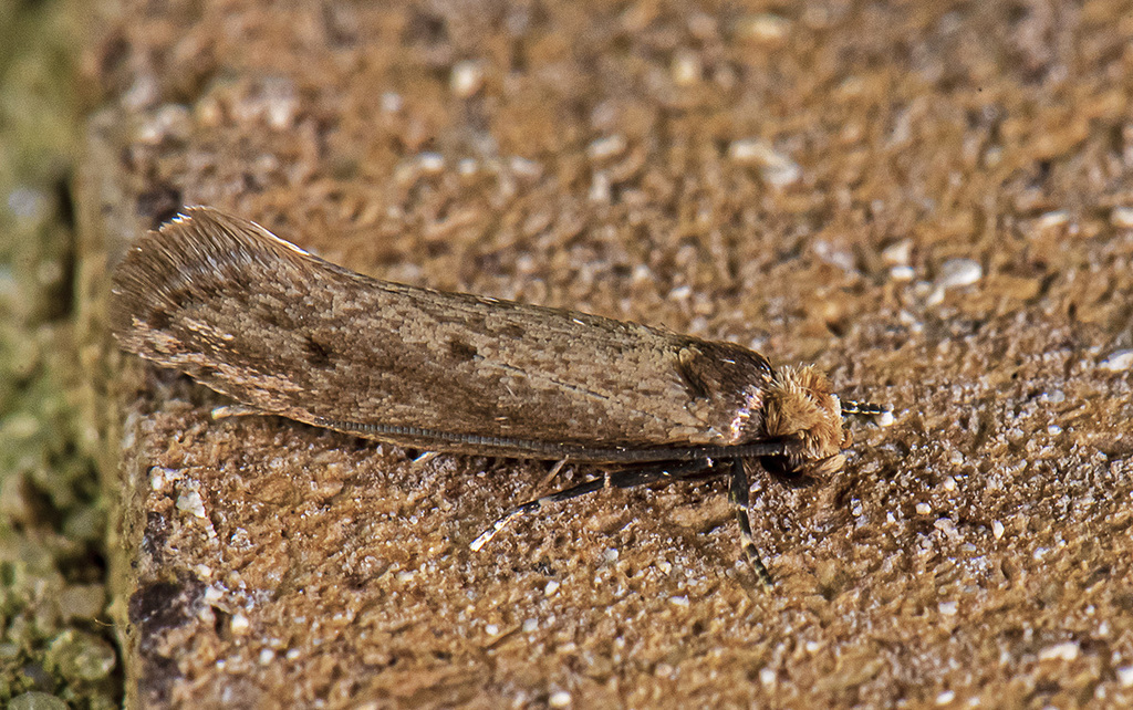 Casebearing Clothes Moth from Canyon Lake, TX, USA on September 29