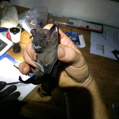Artibeus obscurus