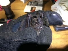 Artibeus obscurus
