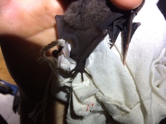 Artibeus obscurus