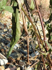 Archimantis brunneriana
