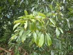 Quercus glauca