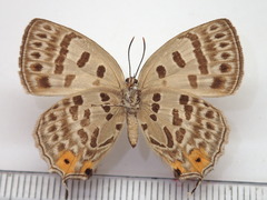 Antigius butleri