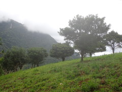 Elaeocarpus decipiens