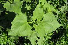 Smallanthus connatus