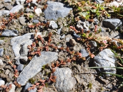 Crassula multicaulis