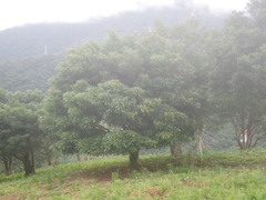 Elaeocarpus decipiens