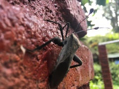 Pachylis acutangulus