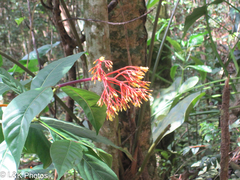 Palicourea croceoides