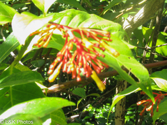 Palicourea croceoides