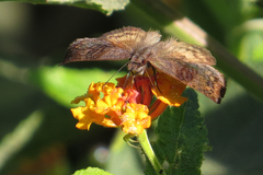 Theagenes dichrous