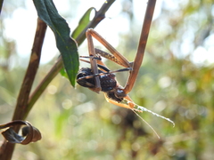 Archimantis brunneriana