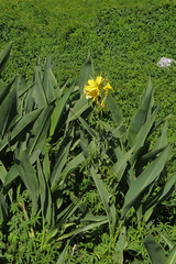 Canna glauca