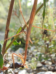 Archimantis brunneriana
