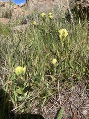 Castilleja affinis neglecta
