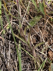 Castilleja affinis neglecta