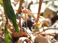 Archimantis brunneriana