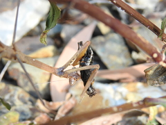 Archimantis brunneriana