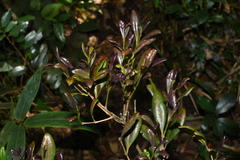 Chionanthus