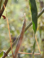 Archimantis brunneriana