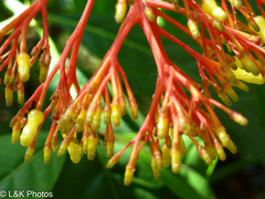 Palicourea croceoides