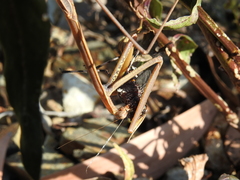 Archimantis brunneriana
