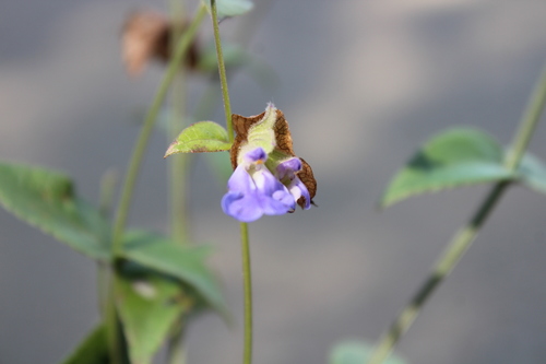 Breezy Blue Sage (Salvia nitida)