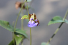 Salvia nitida