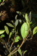 Chionanthus