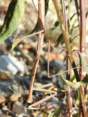 Archimantis brunneriana