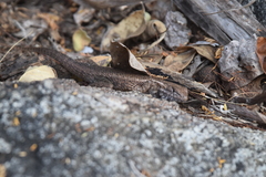 Sceloporus licki