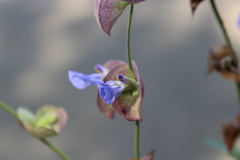Salvia nitida