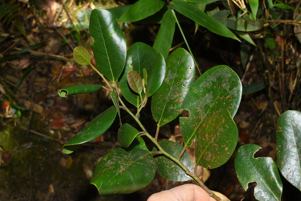 Platea hongiaoensis (Platea hongiaoensis)