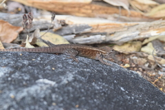 Sceloporus licki