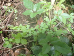 Pilea peploides major