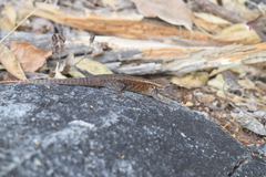 Sceloporus licki