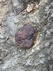 Ganoderma sessile image