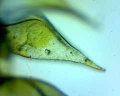 Campylophyllopsis hispidula
